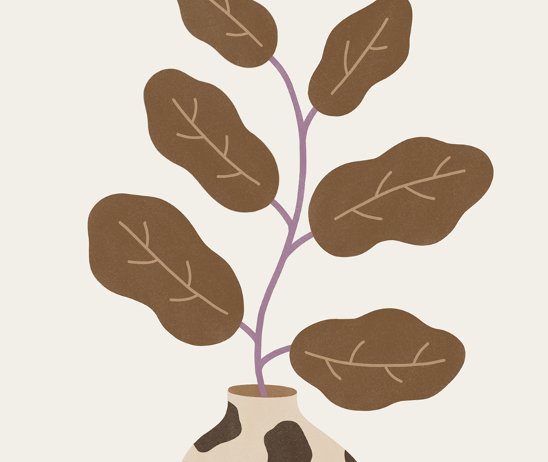 Poster Ficus